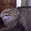 会唱歌的猫咪 简直无语