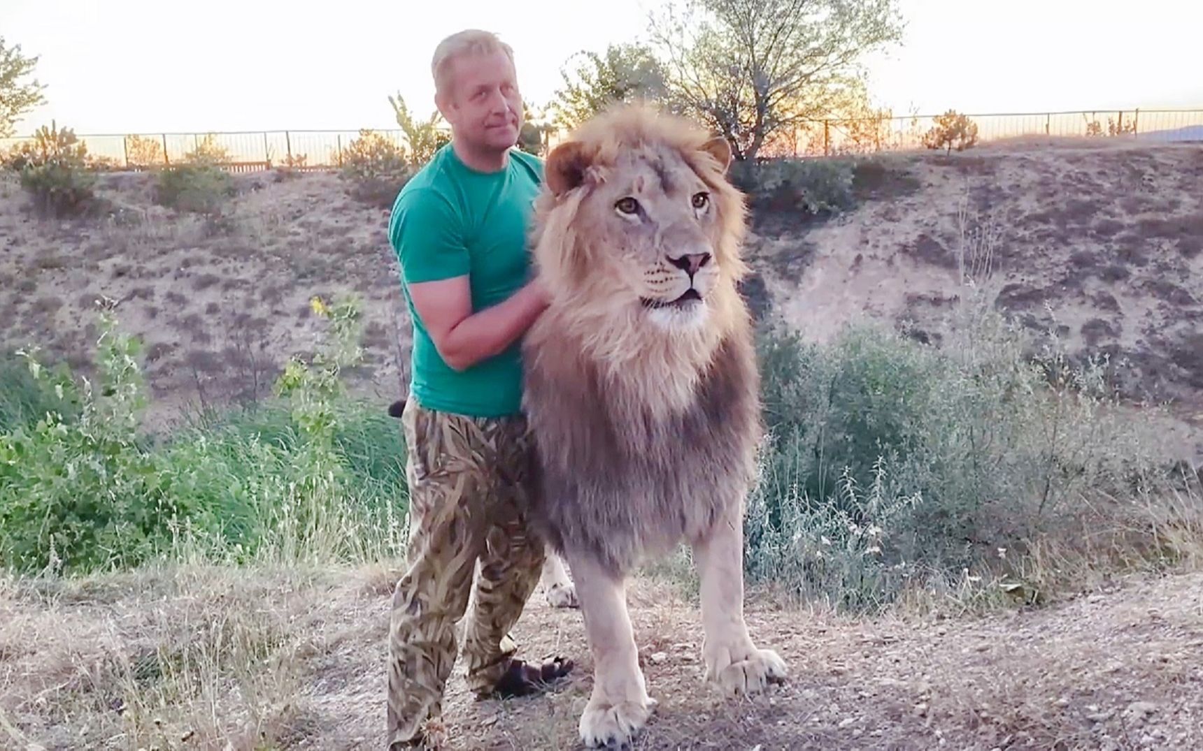 狮子“苏丹”变得强壮了【奥列格园长】