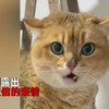 啥都不说！看表情，猫成精了