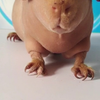 无毛黄肉色母猪,成年，无毛黄肉色公猪,3个月20多天，加州荷兰猪，无毛荷兰猪，美国泰迪荷兰猪，长顺荷兰猪