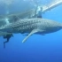 被动物研究者从渔网中救出的超美鲸鲨！...-来自YouTube视频帝-微博视频-最新最快短视频-搞笑短视频-美女短视频-