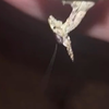龙螳螂 从小到大