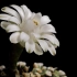 空镜头视频素材 仙人球花开花植物 素材分享