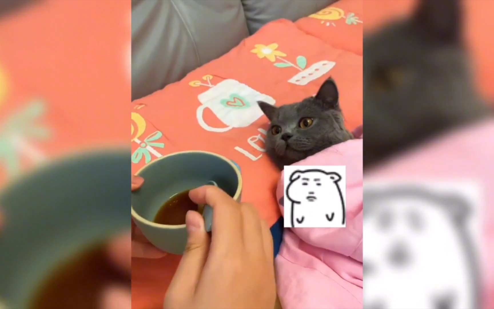 被玩坏的猫咪,猫:我不是人,但你们是真的狗!哔哩哔哩bilibili