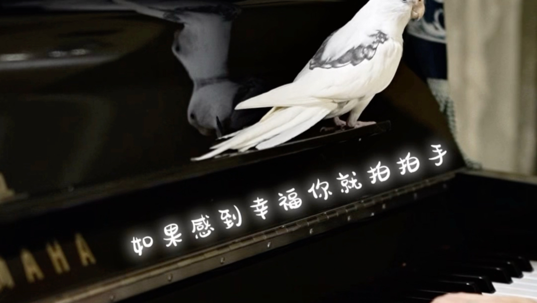 小鸟竟然可以和钢琴合唱！