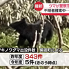 日本爆发史无前例熊灾😱：熊穴惊现人类残肢😱警察搜山被熊咬烂脸😰日本大妈进山采野菜竟沦为巨熊口中食😨日本自卫队演习反遭野熊追杀🤡日本市区沦为野兽食堂