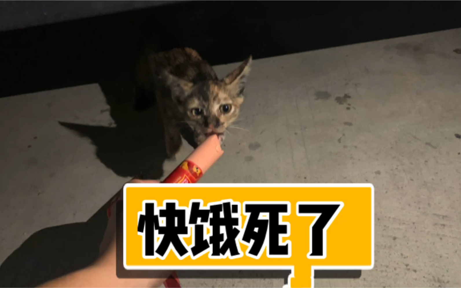 路边发现快饿死的小猫给他吃东西小孩子一样可爱