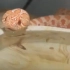 这个蛇喝水的样子好萌