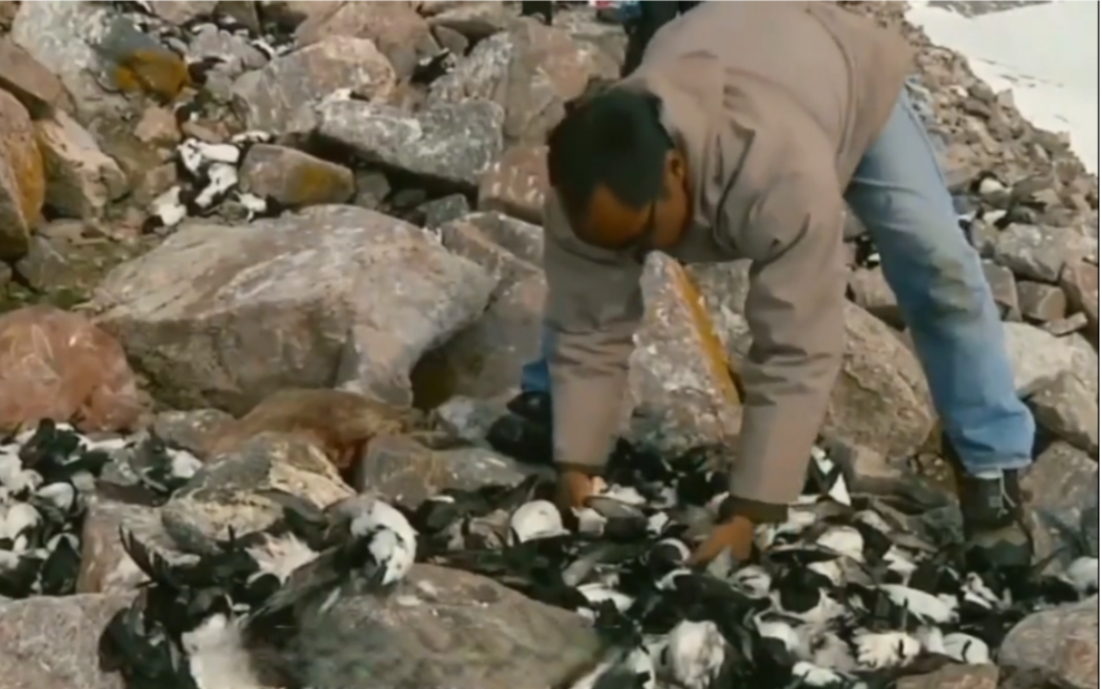 纪录片《因纽特人》，腌海雀比鲱鱼罐头还臭，北极猎人的极品美食
