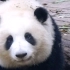 大熊猫和花听到游客说胖，反应亮了！