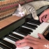 Fur Elise Piano Meowssage