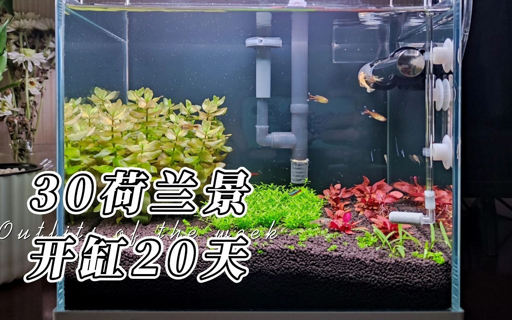 荷兰景30小缸开缸20天，粉虎耳长得很快