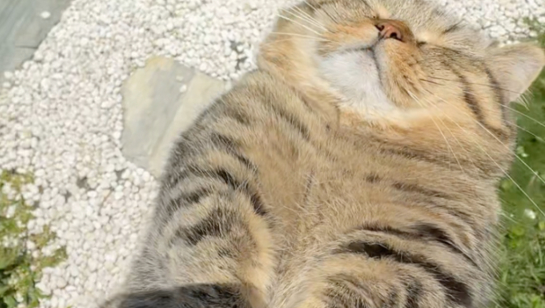 猫对热没有任何感知