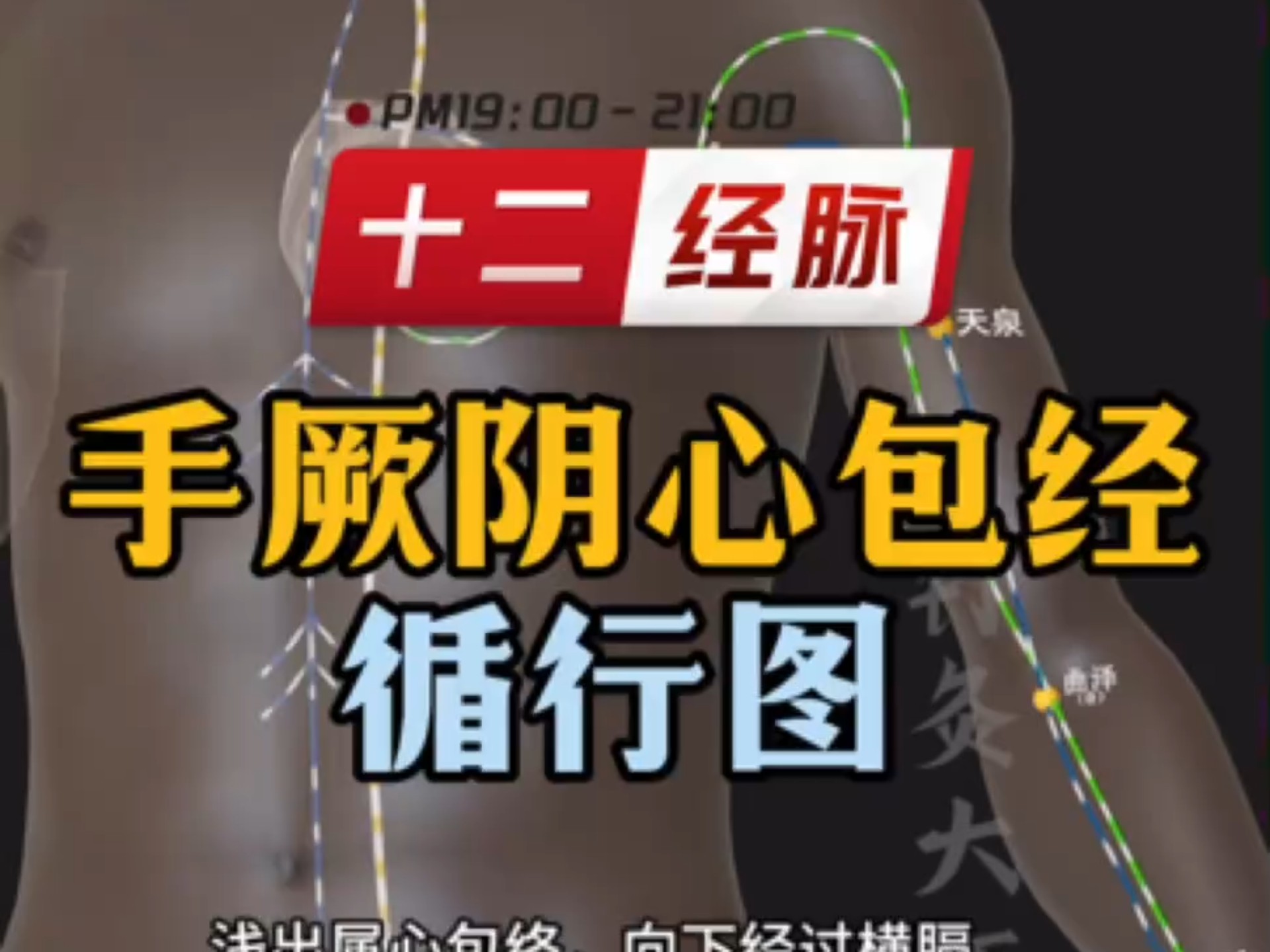 【十二经脉之手厥阴心包经循行路线图及主治】