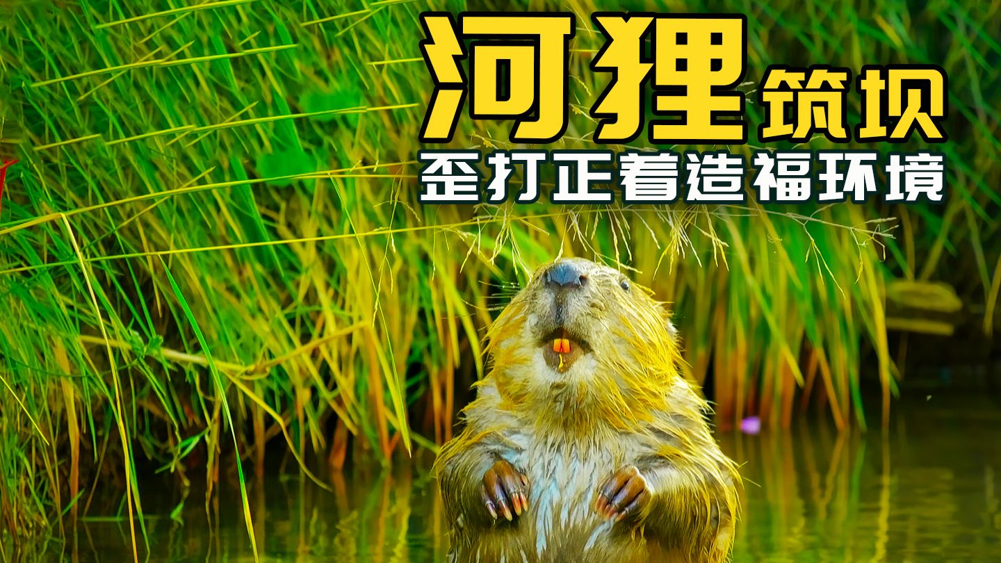 河狸邪修保护环境：纯纯的“歪打正着”，碰巧了！！！