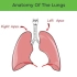 了解我们的肺