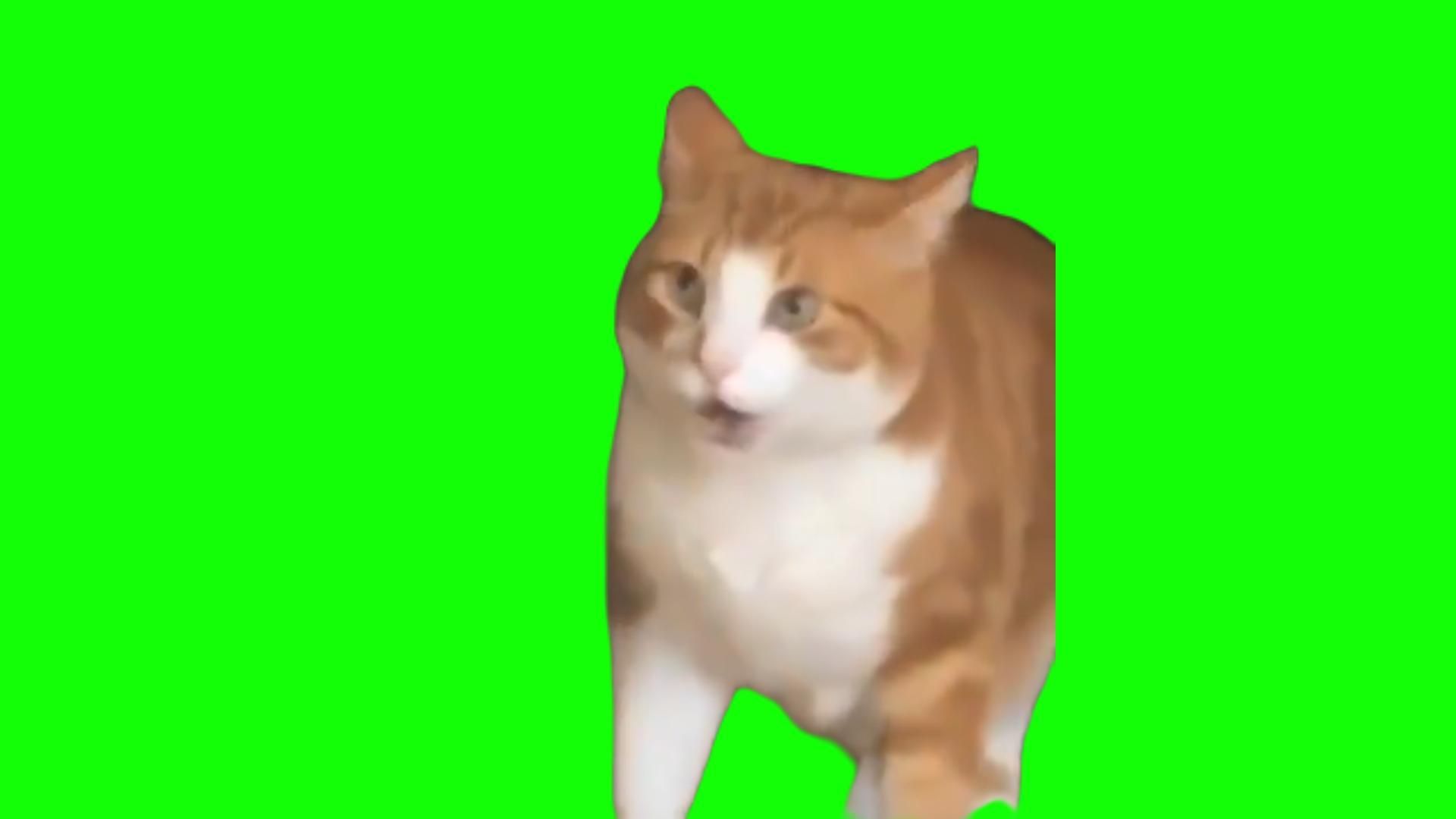 【自制猫meme绿幕素材】10. huh？