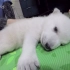 【白熊】小北极熊Nora 出生7天到83天的变化