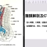 详细分解腹膜解剖及CT（上）