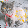 在家自 己 操 作 给 猫 剃 毛
