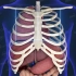 【系统解剖】--肝的位置/【System anatomy】--Location of the Liver