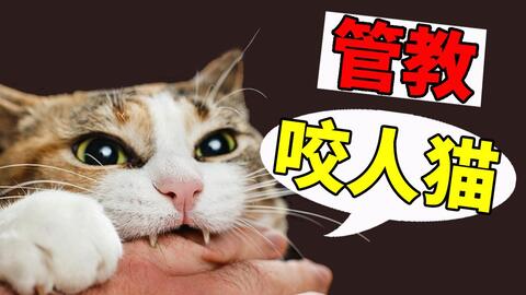 小猫老是咬人怎么回事 05cdab8ccf1c5e3b45a63dd0dbebb64f8b0ce2d9.jpg@480w_270h_1c