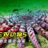 神秘特工螳螂虾，一锤154公斤，海星克星丑角虾堪称神雕侠侣