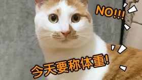 怎么给猫猫称体重 05f0a8512fbf937386b25bc4a0fa8bf4a52fb1b4.jpg@280w_158h_1c_100q.jpg