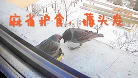 05f12a398fbb90e83c986d0f8f9f245ee82892a0.jpg@280w_158h_1c_100q.jpg