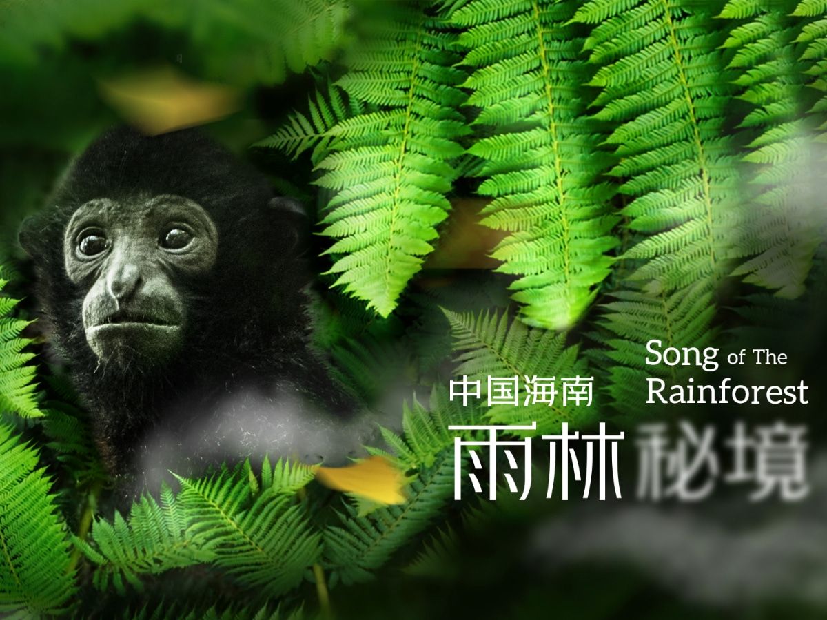 《中国海南·雨林秘境》 第1集：雨林秘境