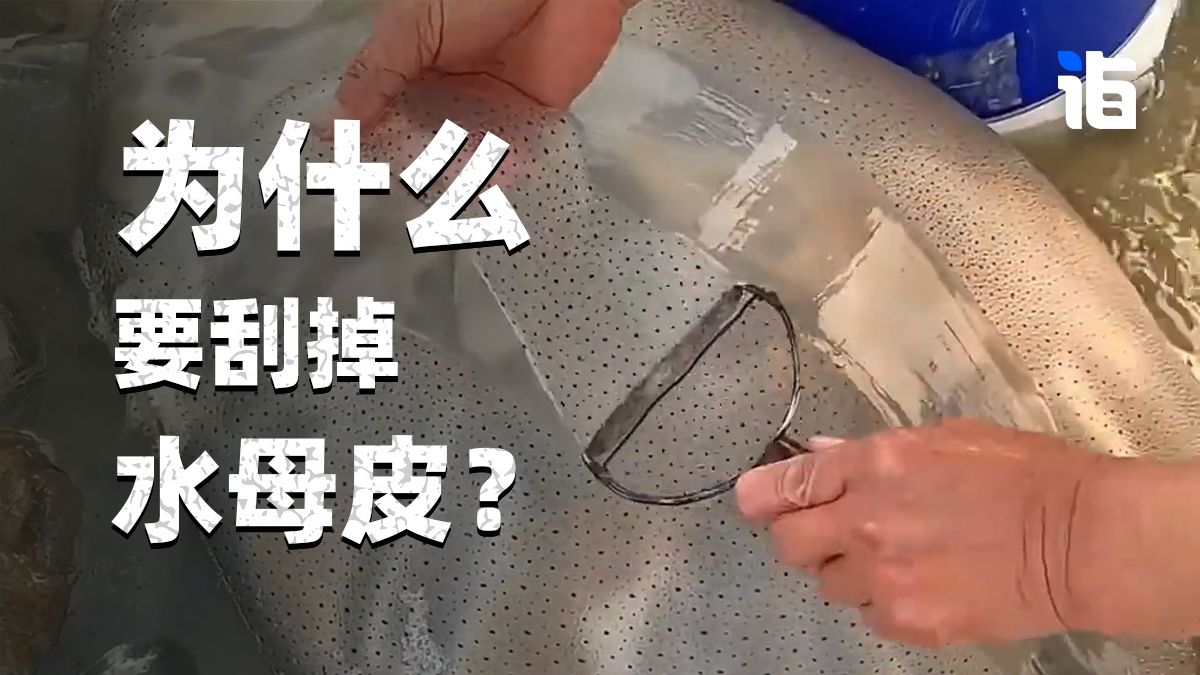 为什么要刮掉水母的皮？