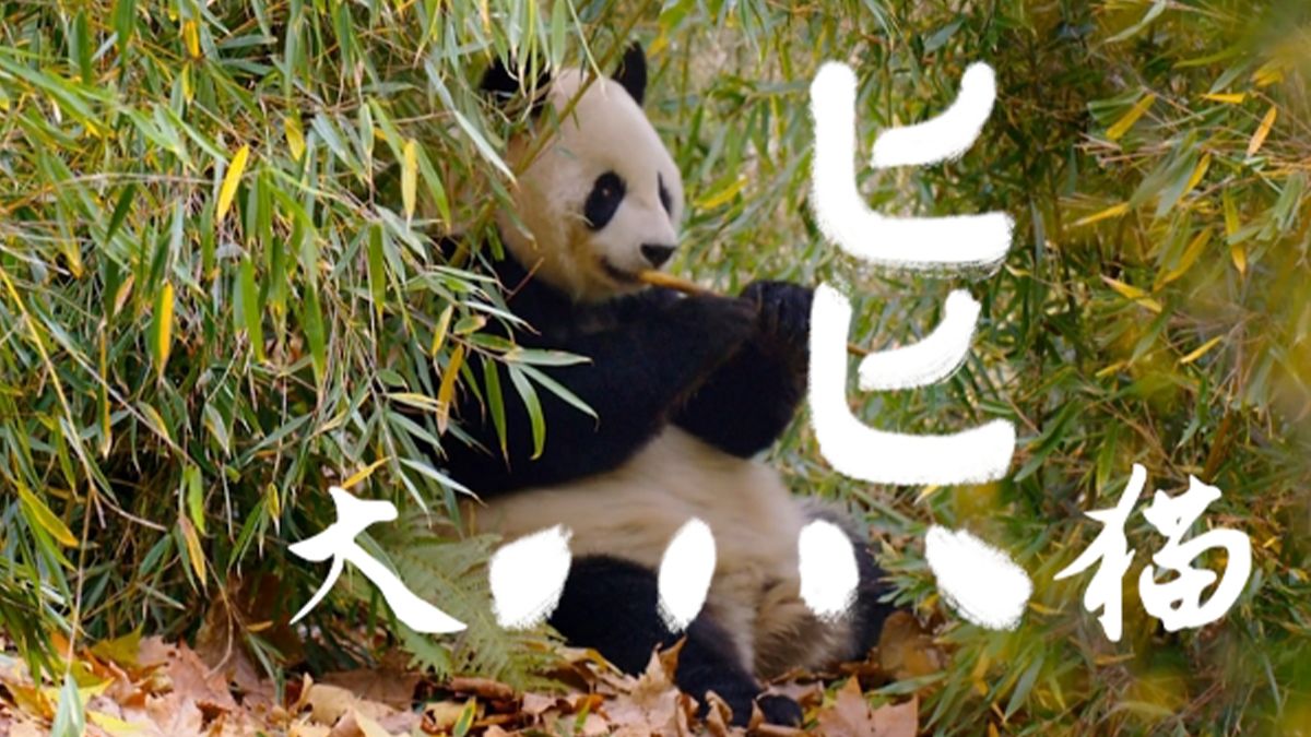 国际生物多样性日｜当汉字回归自然，珍爱每一抹生命的色彩