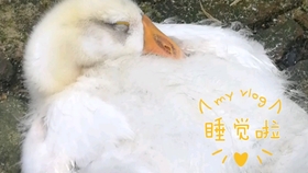 0620895c438cf4d4e2d4c15d5949609e7cdceb7a.jpg@280w_158h_1c_100q.jpg
