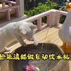 用木头和石头盆给流浪猫做个自动饮水机