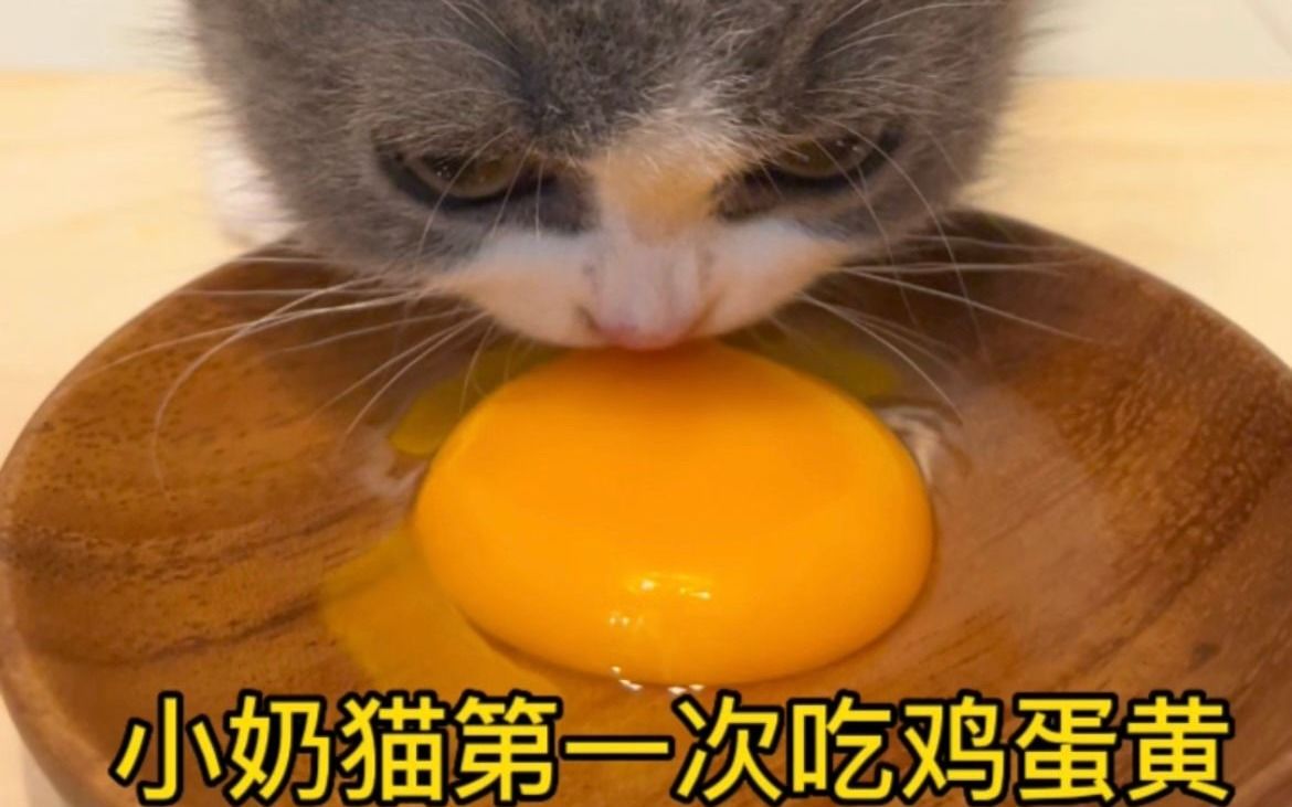 当小奶猫第一次吃鸡蛋黄