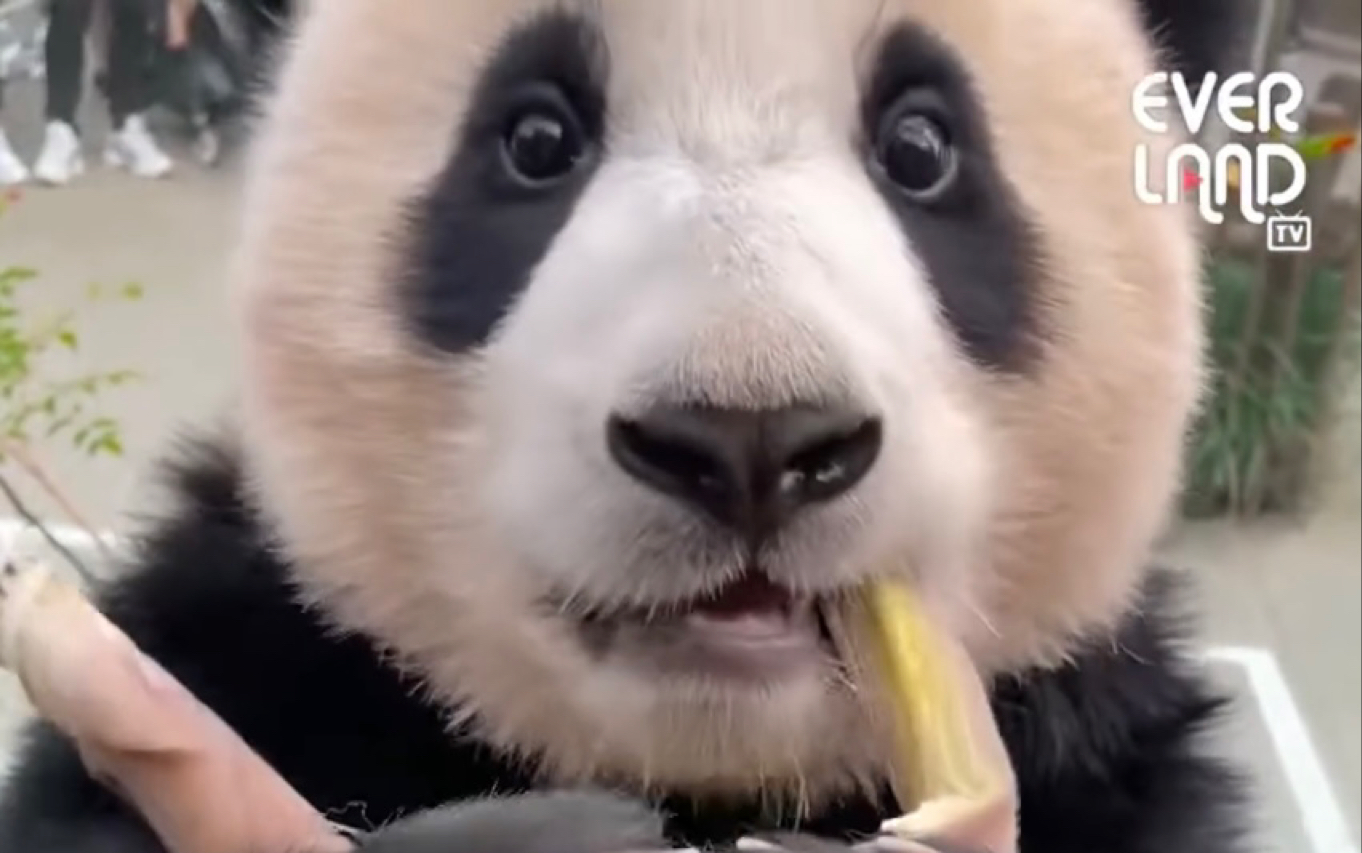 【中字】熊猫来了20210622Ｉ宋爷爷第一视角看福宝剥竹笋～只剥不吃的福宝！