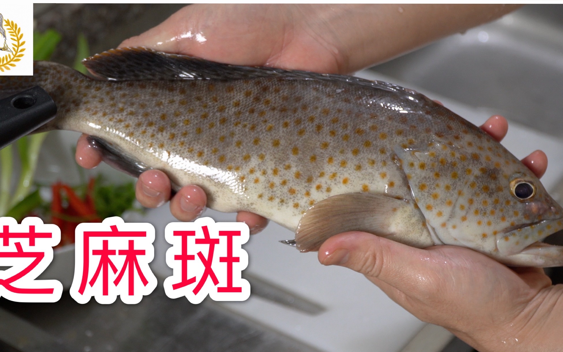 鱼类----中国湿地生态系统联盟