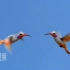 舞台视频 c981 可爱飞翔的两只小蜂鸟交谈争吵的小鸟神奇大自然实拍视频 背景视频 视频素材