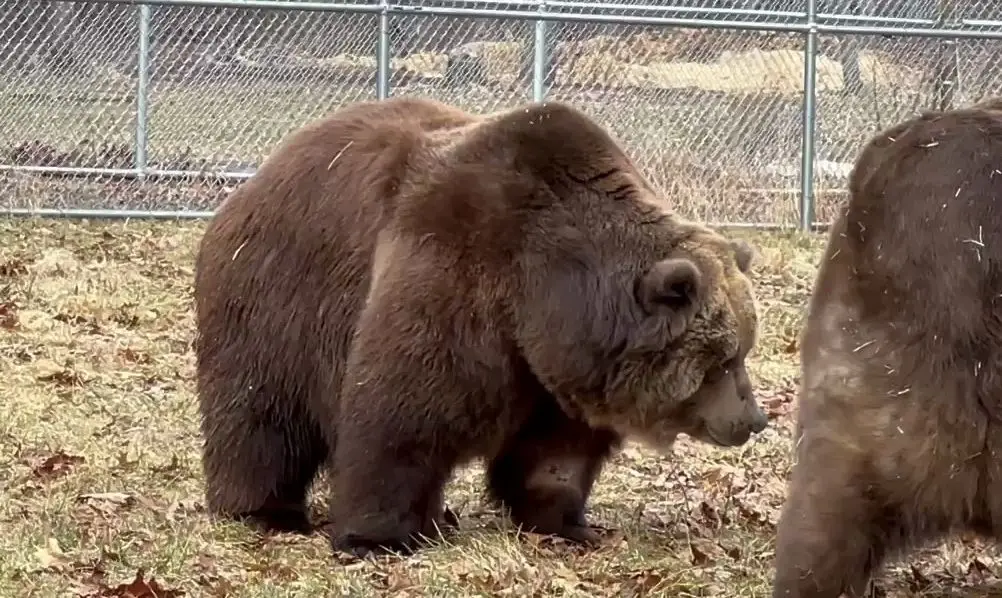 【熊】熊熊rosie要去熊星了