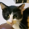 被一只怀孕的猫猫踩奶