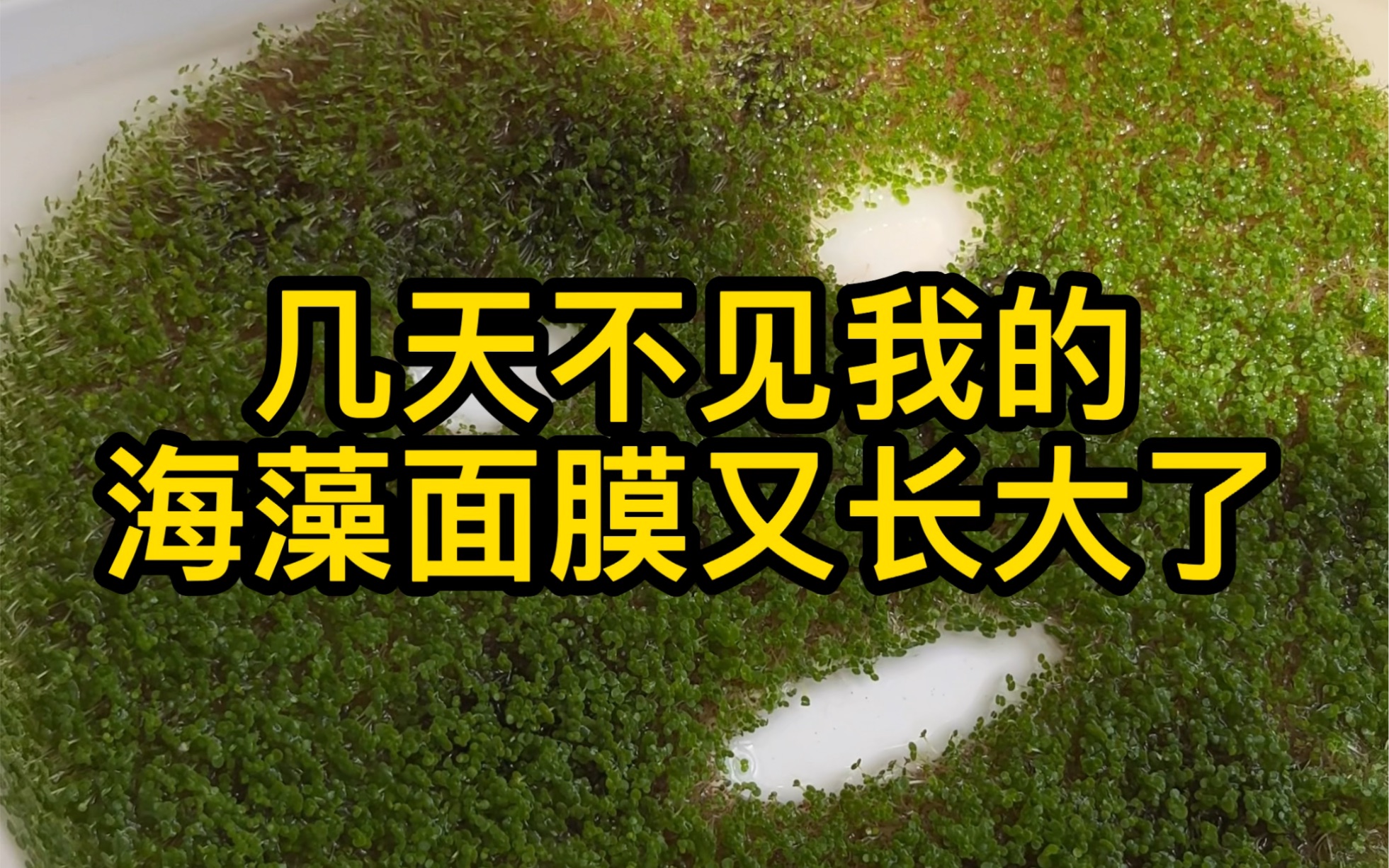 几天不见我的海藻面膜又长大了，海藻面膜你骗的我好惨😭