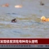 云南腾冲发现极度濒危物种青头潜鸭