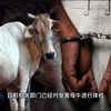 印度男子强奸母牛，3人在旁协助，拍下全程传网上，致5000人游行