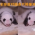 2020全球首对圈养大熊猫双胞胎取名：“热干面”“蛋烘糕”