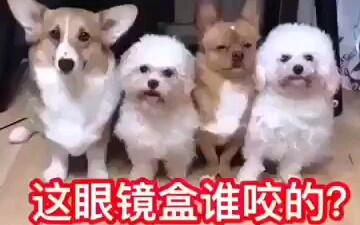 怎么看小狗打没打疫苗 06d42f08c0568864575db3b39dd93e835368384c.jpg@480w_270h_1c