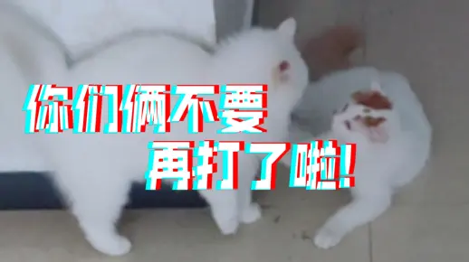 你们俩不要再打了啦！