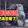 潘宏园区：肥波恋爱了