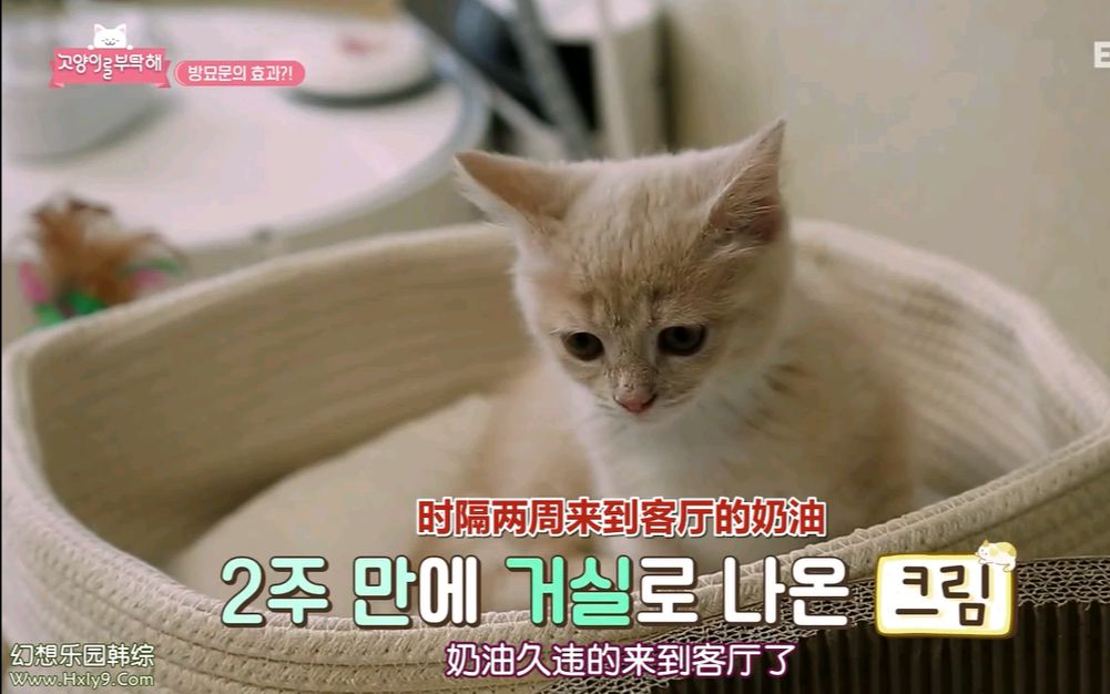 [影音] 200724 EBS 拜託了貓咪 E98 中字