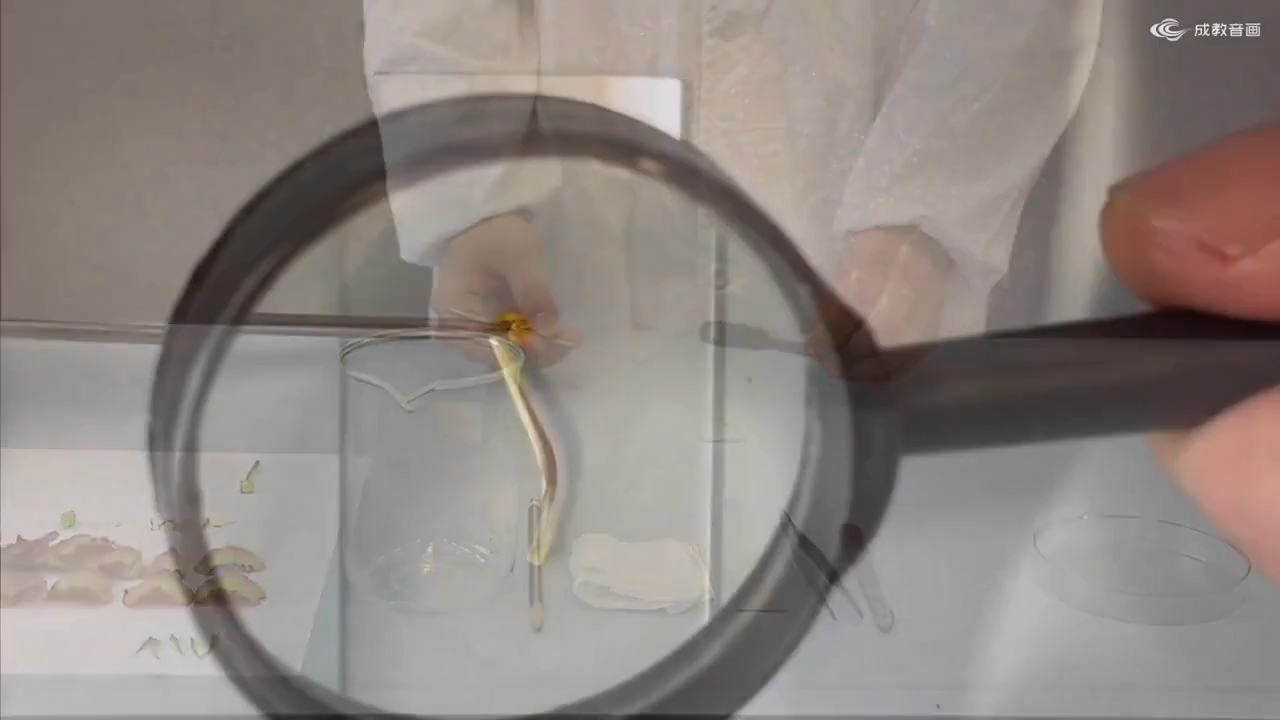 实验七：解剖和观察花的结构