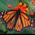 [英语晨听 Top NBC News]精制中英字幕20221012 - Butterflies On the Move: